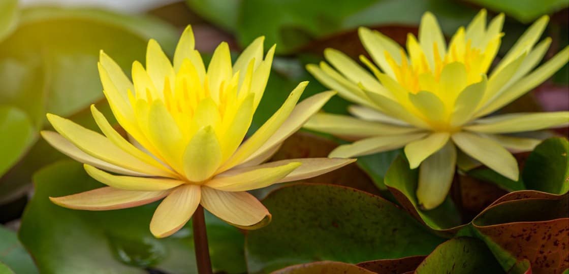 Womens Healing Sanctuary Yellow water lillies
