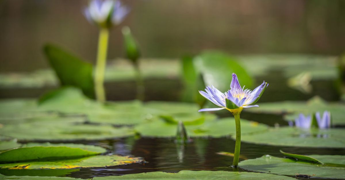 Ponderings lilypad