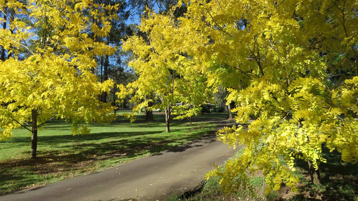 the sanctuary yellow trees